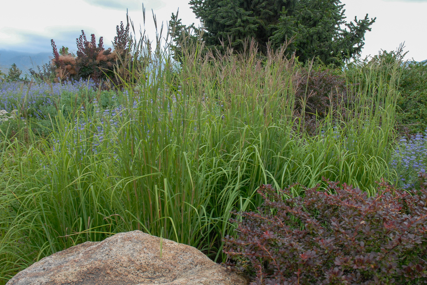 Big Bluestem